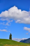 Single spruce tree on an agri...