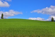 Two single spruce trees on an...