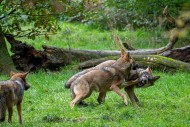 Two 5 months old pups play fi...