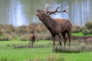 Rutting red deer (Cervus elap...