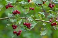 Common hawthorn / whitethorn ...
