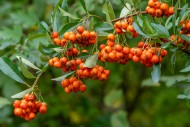 Orange berries of the common ...