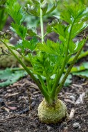 Celeriac / celery root / knob...
