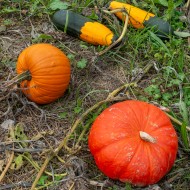 Cucurbita fruits also known a...
