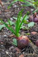 Bulb onion / common onion (Al...