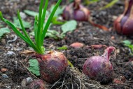 Bulb onions / common onions (...