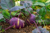 Kohlrabi / German turnips / t...