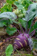 Kohlrabi / German turnip / tu...