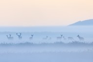 Red deer stag herding herd of...