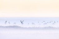 Red deer stag herding herd of...