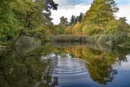Pond at the edge of an autumn...