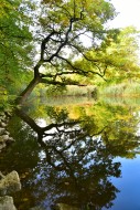 Pond at the edge of an autumn...