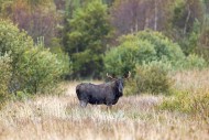 Moose / elk (Alces alces) bul...