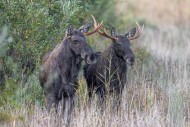 Moose / elk (Alces alces) two...