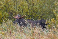 Moose / elk (Alces alces) bul...