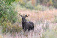 Moose / elk (Alces alces) you...