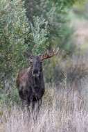 Moose / elk (Alces alces) you...