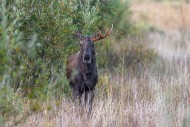 Moose / elk (Alces alces) you...