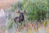 Moose / elk (Alces alces) bul...