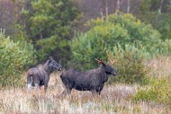 Moose / elk (Alces alces) two...