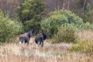 Moose / elk (Alces alces) two...