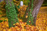 Ivy (Hedera helix) on a tree ...