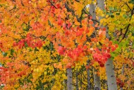 Aspen trees (Populus tremula)...