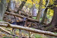 Fallow deer with magnificent ...