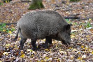 Wild boar (Sus scrofa), also ...