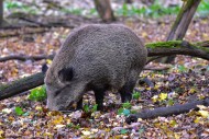 Wild boar (Sus scrofa), also ...