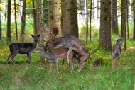 Fallow deer (Dama dama) matin...