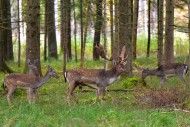 Fallow deer with magnificent ...