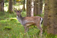 Fallow deer with magnificent ...