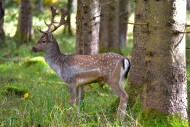 Fallow deer with magnificent ...