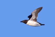 Thick-billed murre / Brnnich...