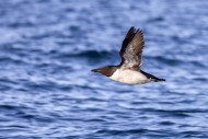 Thick-billed murre / Brnnich...