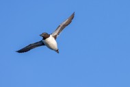 Thick-billed murre / Brnnich...