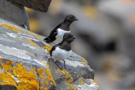 Two little auks / dovekies (A...