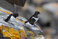 Three little auks / dovekies ...