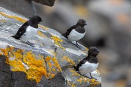 Three little auks / dovekies ...
