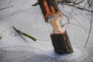 Gnawing marks of a beaver (Ca...