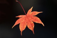 Leaf of a red Japanese maple ...