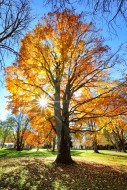 Backlit photograph of a beech...