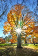 Backlit photograph of a beech...