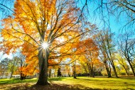 Backlit photograph of a beech...