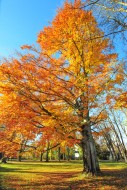 Large beech tree in its autum...