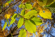 European beech / common beech...