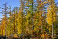 Forest with European larches ...