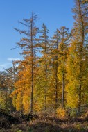 Forest with European larches ...