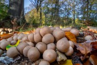 Pear-shaped puffball / stump ...